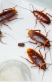 Как самостоятельно избавиться от тараканов